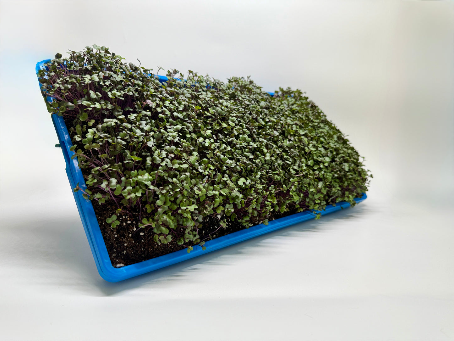 Grow kit